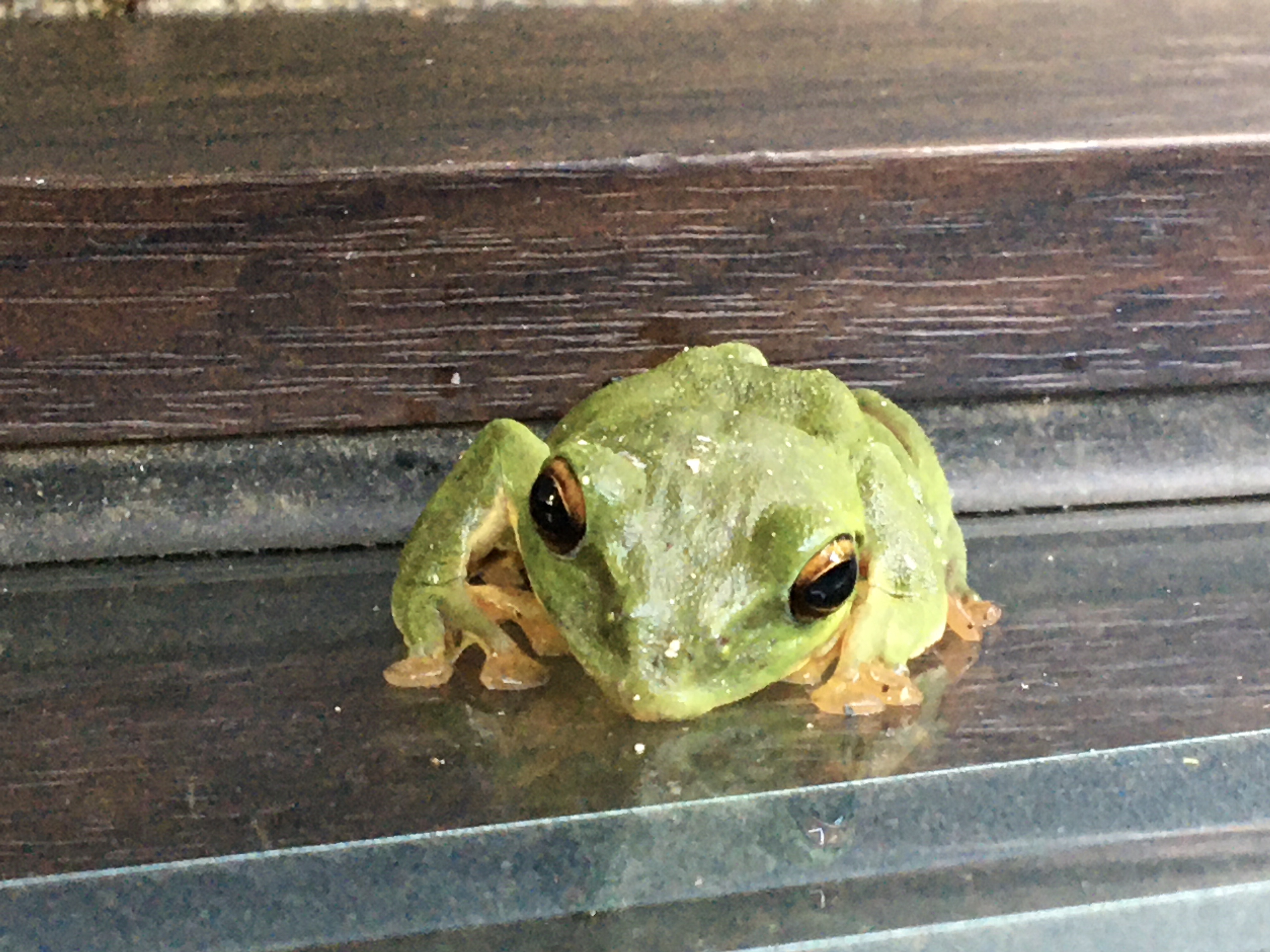 閲覧注意 カエルの苦手な方はご注意ください